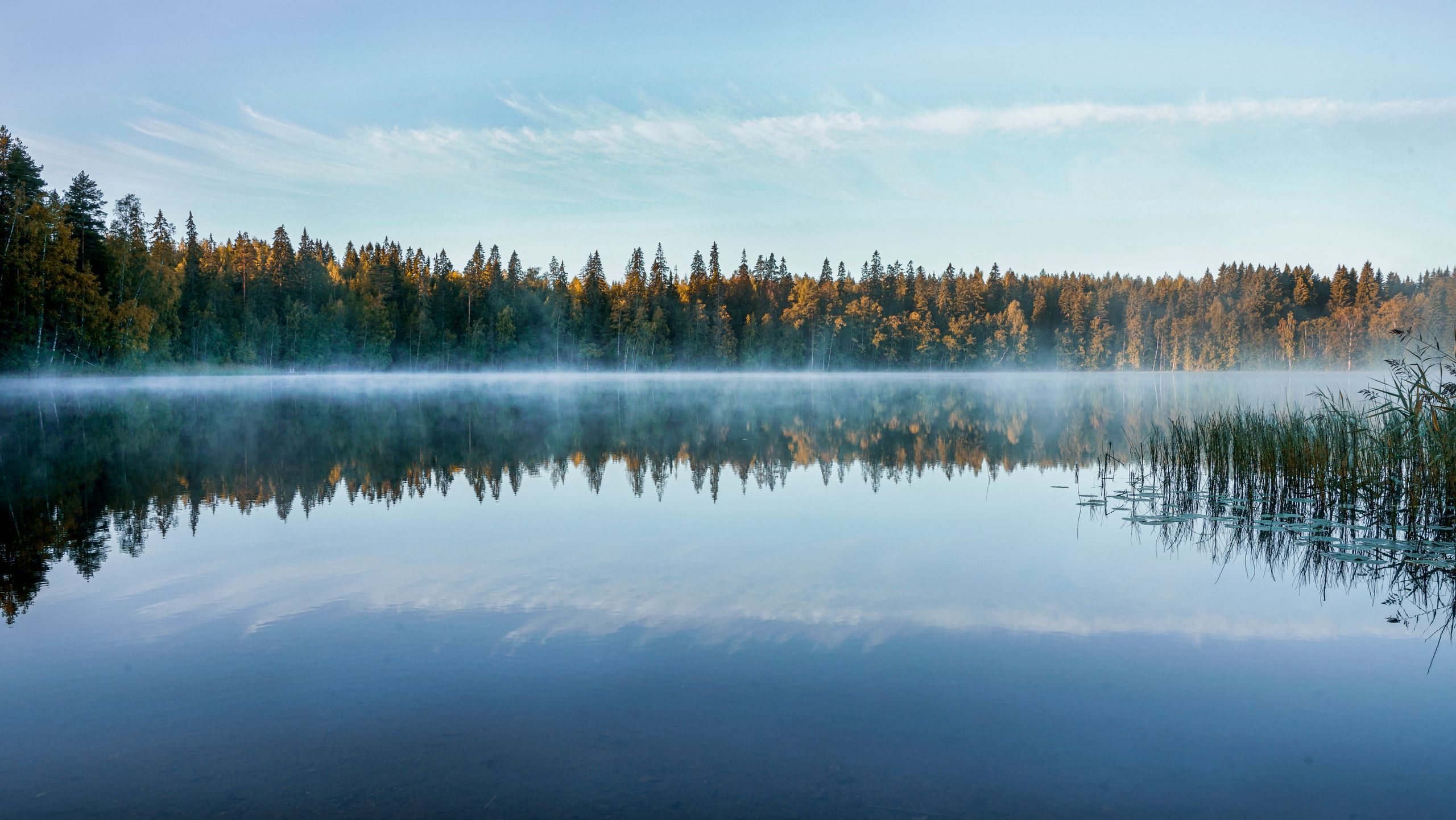Tyyni järvi, aamusumua ja metsän heijastus vedenpinnassa.